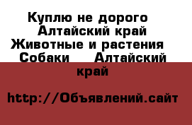 Куплю не дорого - Алтайский край Животные и растения » Собаки   . Алтайский край